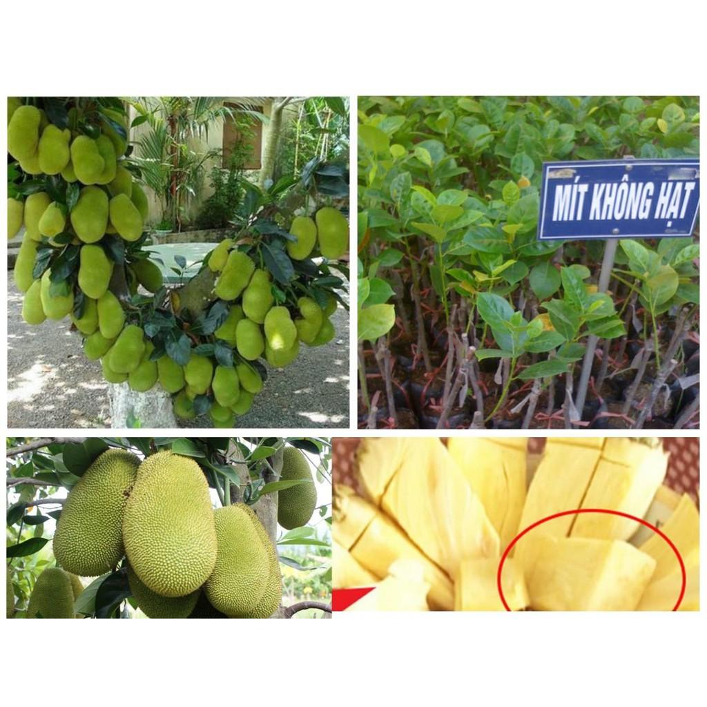 Cây giống MÍT KHÔNG HẠT siêu quả - cây giống chuẩn F1