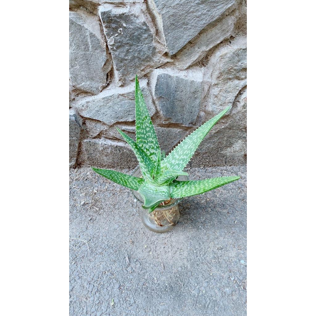 Chậu Cây Nha Đam Thái