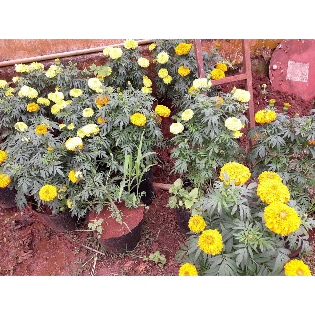 CÂY HOA CÚC VẠN THỌ