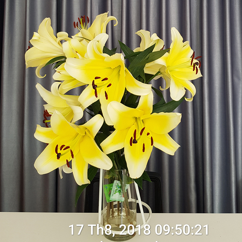 Bột Cắm Hoa ISRAEL (Combo 50 gói dưỡng hoa), Hiệu Longlife giữ hoa tươi lâu gấp 2 lần và 14 ngày không thay nước mới