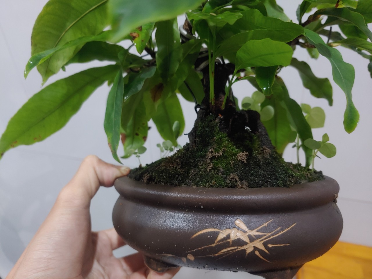 Cây Mai Vàng Đại Lộc 36 cánh  Chưng bàn làm việc - Phong thủy-  Chưng tết