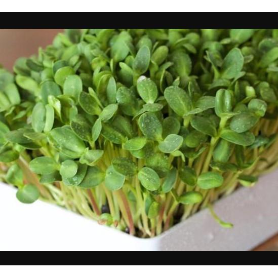 50gr hạt Mầm hướng dương sạch
