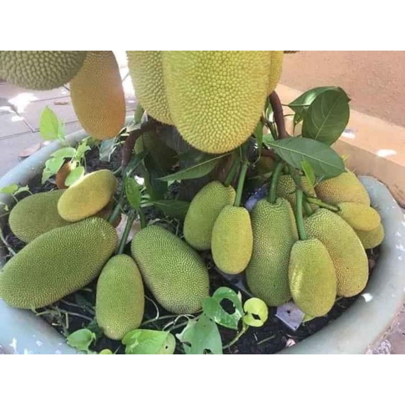 CÂY GIỐNG MÍT LÙN RUỘT ĐỎ SIÊU QUẢ SIÊU SỚM
