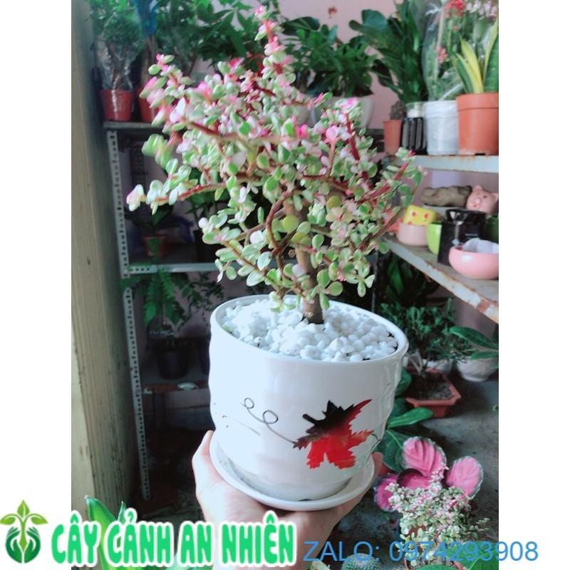 Chậu Cây Cành Vàng Lá Ngọc