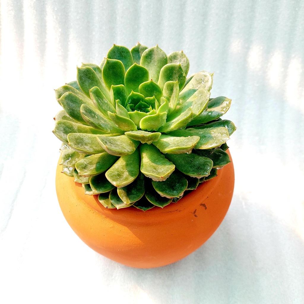 Chậu đất nung - Chum lùn, đường kính miệng 14cm, chiều cao 15cm