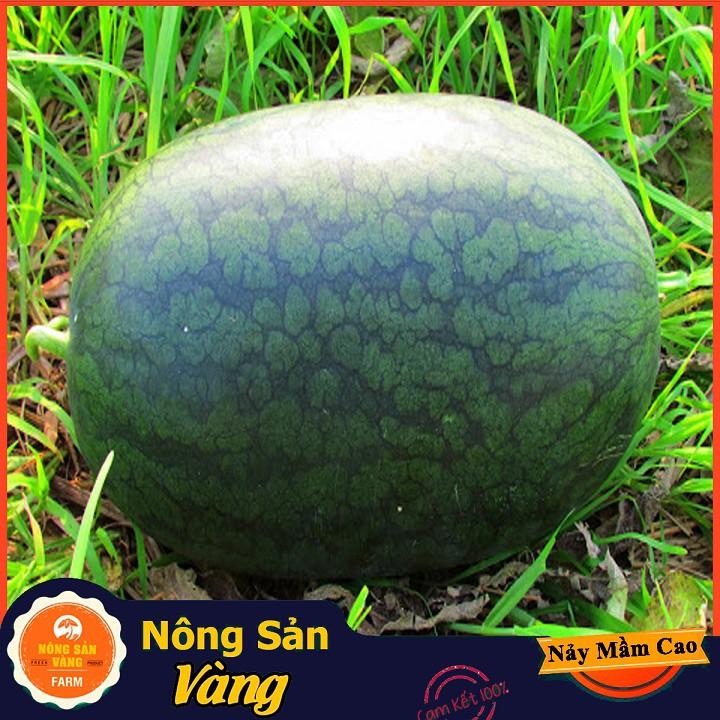 Hạt giống Dưa Hấu Hắc Mỹ Nhân