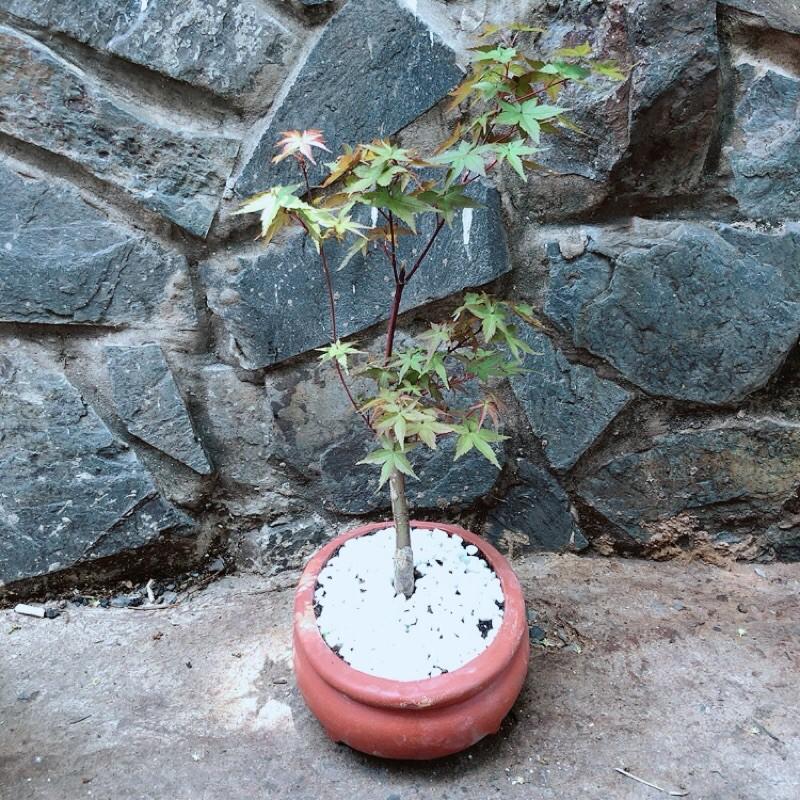 Chậu Phong Lá Đỏ Bonsai