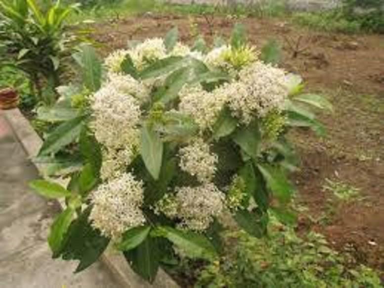Hoa mẫu đơn trắng, đơn ta, hoa rất thơm