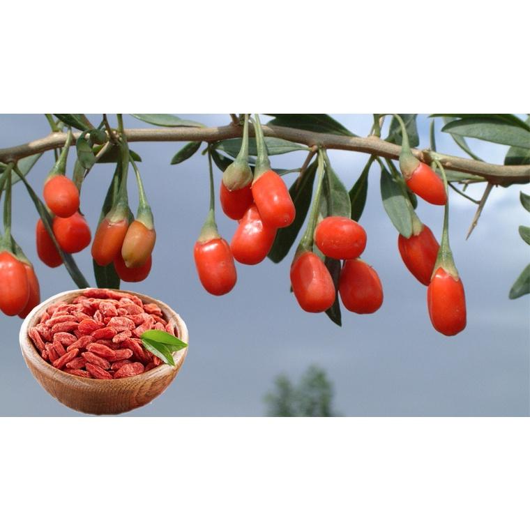 Hạt Giống Cây Kỷ Tử An Thần, Khoẻ Mạnh -
