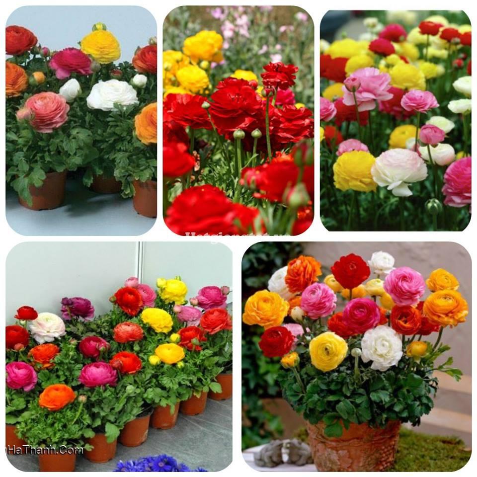 Bộ 6 Củ giống hoa mao lương mix màu