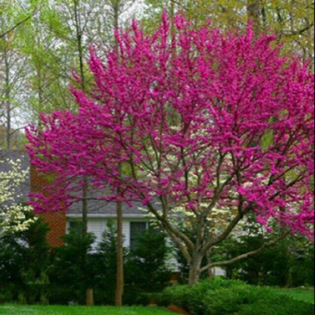 Cây hoa hạnh phúc