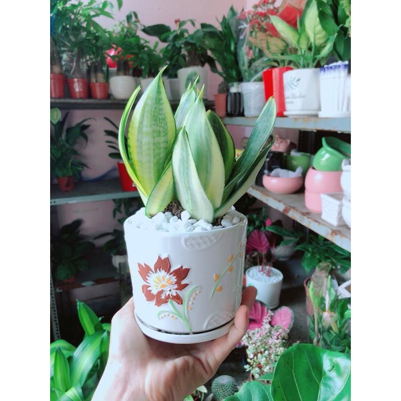 Chậu Lưỡi Hổ Thái Vàng