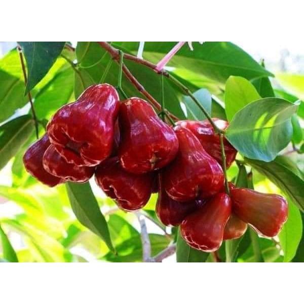 Cây giống roi đỏ