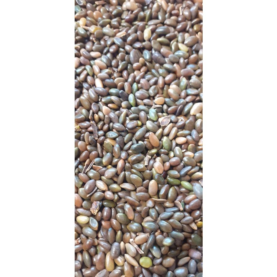 1 kg hạt giống bồ kết
