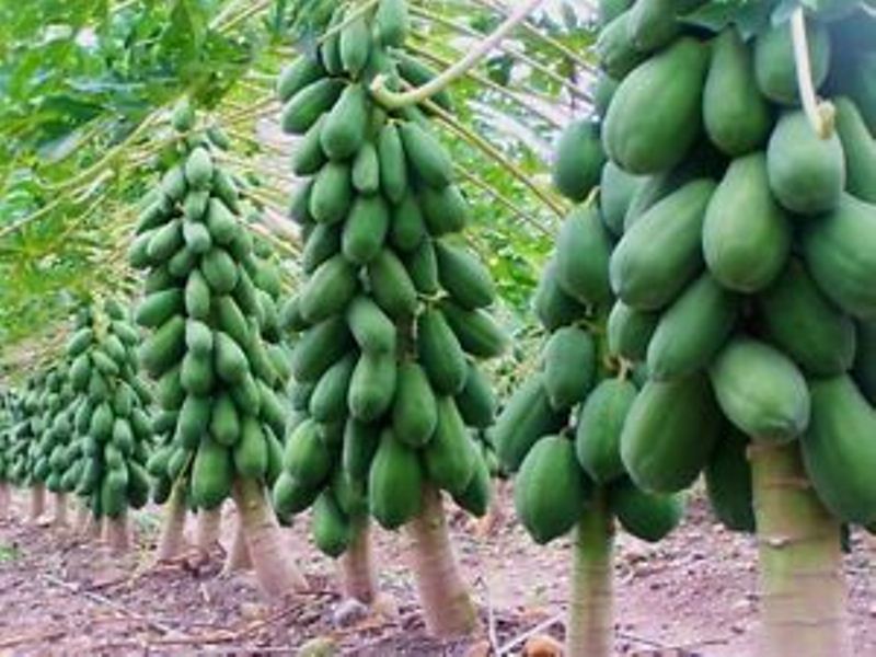 Hạt giống đu đủ đài loan cao sản F1