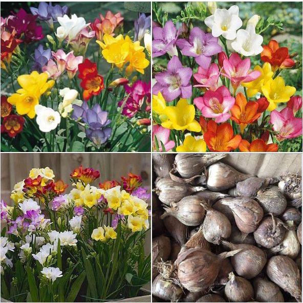 Combo 5 củ giống hoa lan nam phi mix màukèm 5 viên nén xơ dừa ươm củ