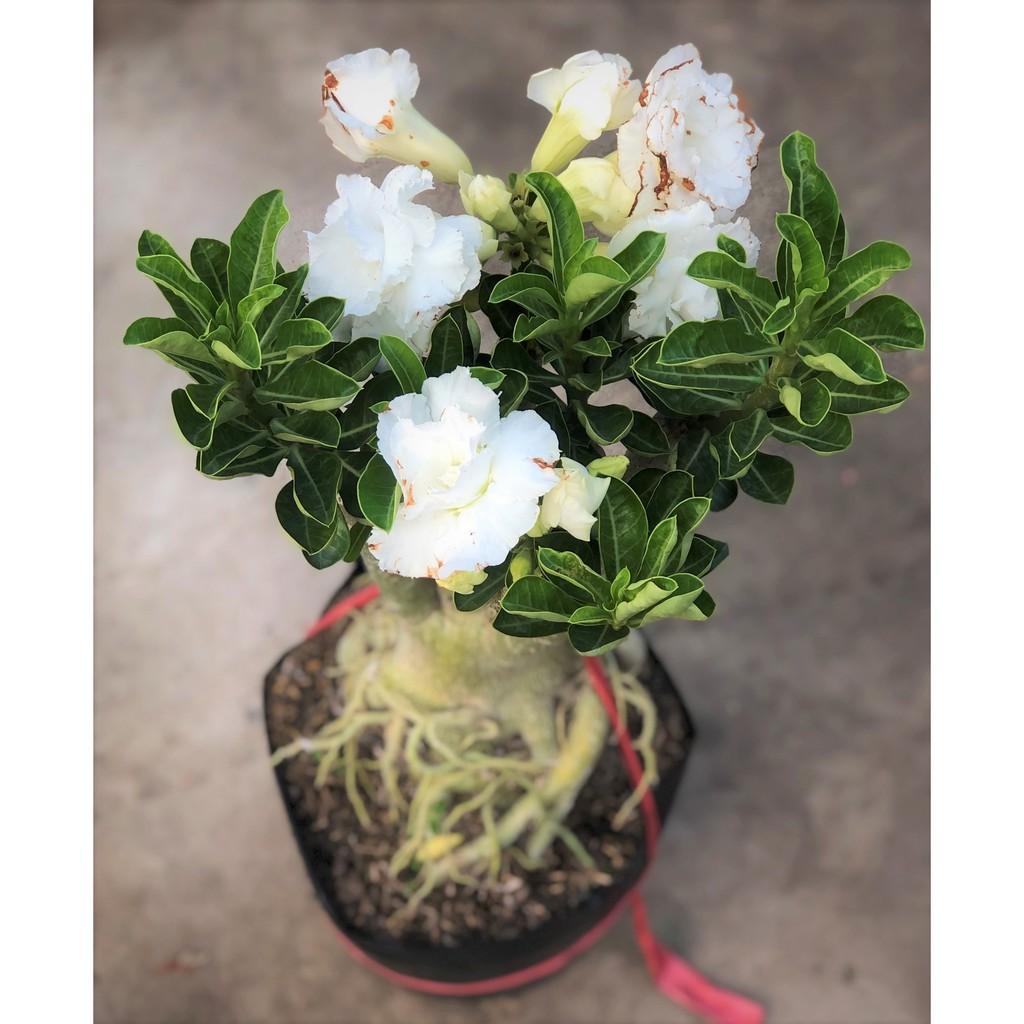 Chậu sứ Thái ghép hoa màu trắng