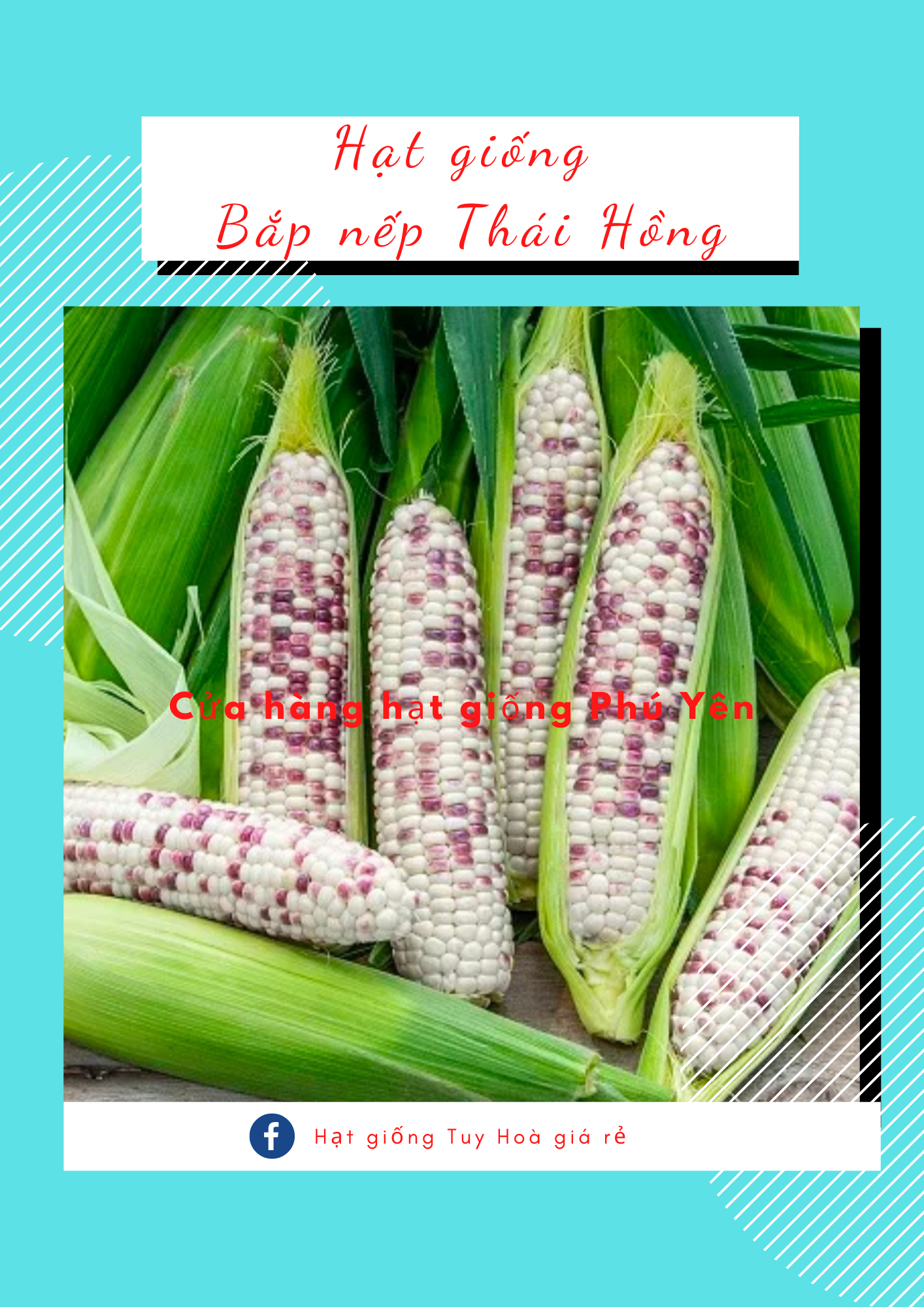 Hạt giống bắp nếp Thái Hồng gói 200 hạt dẻo ngọt