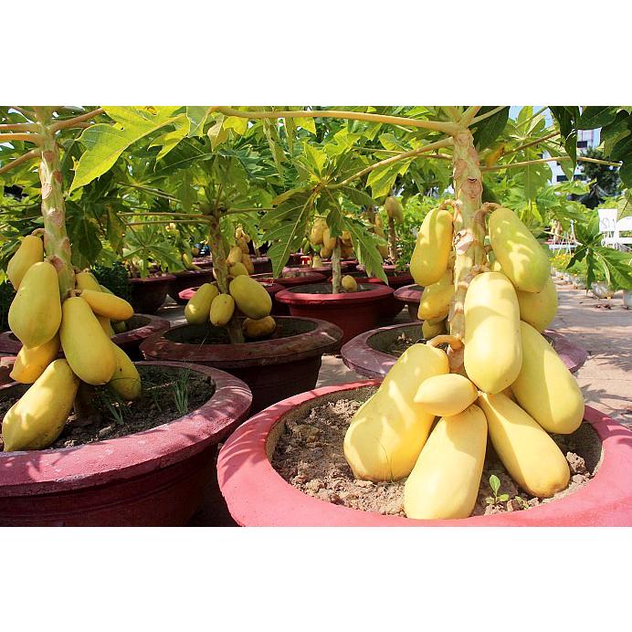 Hạt Giống Đu Đủ Lùn Da Vàng -