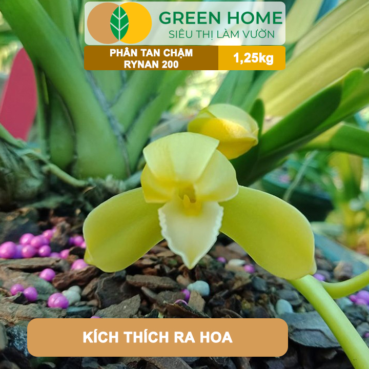 Phân Tan Chậm GreenHome, Rynan 200, Hũ 1,25kg, Dành Cho Phong Lan Con, Bonsai Kích Chồi, Dưỡng Chất