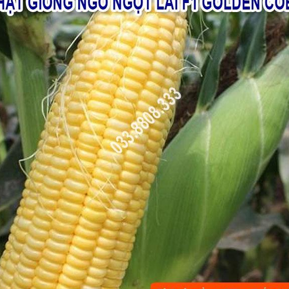 Hạt Giống Ngô Ngọt Lai F1 GOLDEN COB Năng Suất Cao 50gram