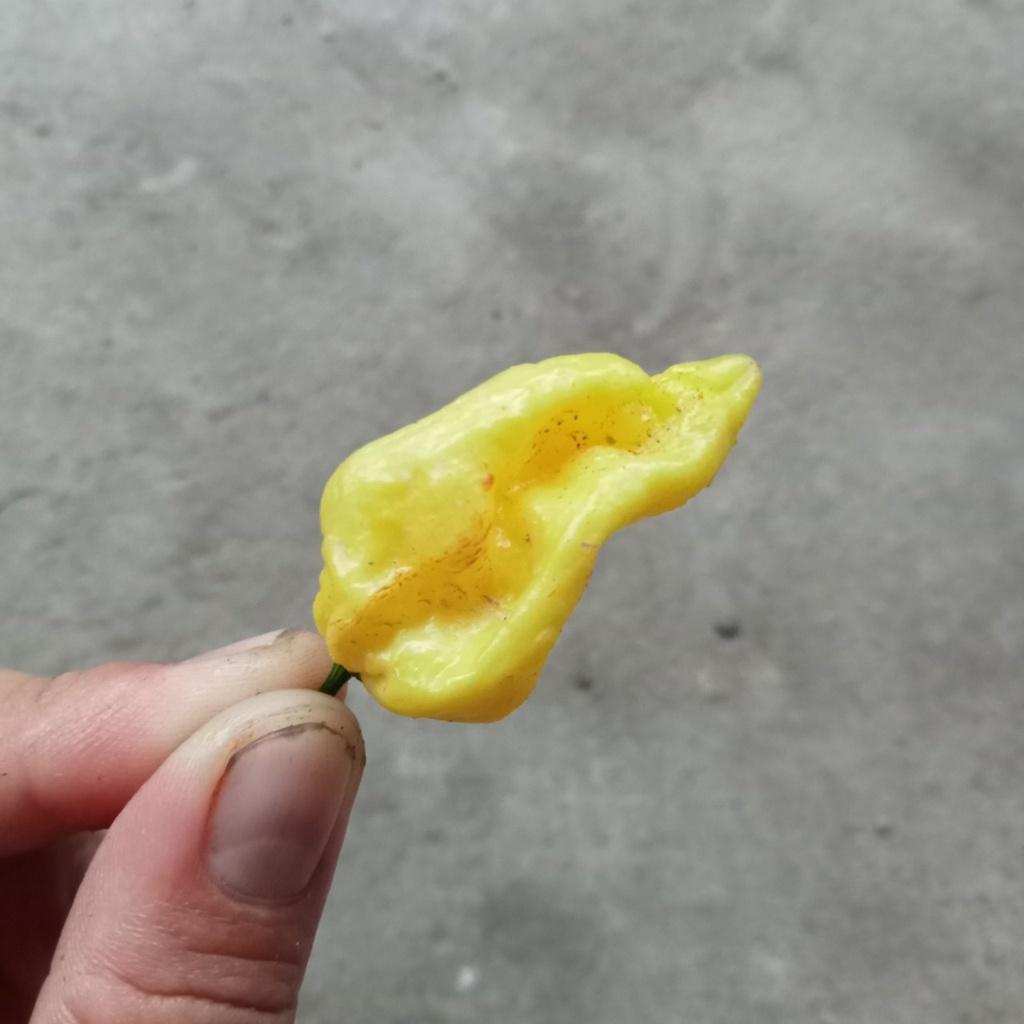 5 Hạt Ớt Bhut Jolokia Yellow