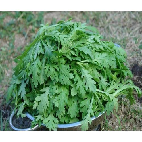 Hạt Giống Tần Ô Lá Tròn - Gói 1Kg