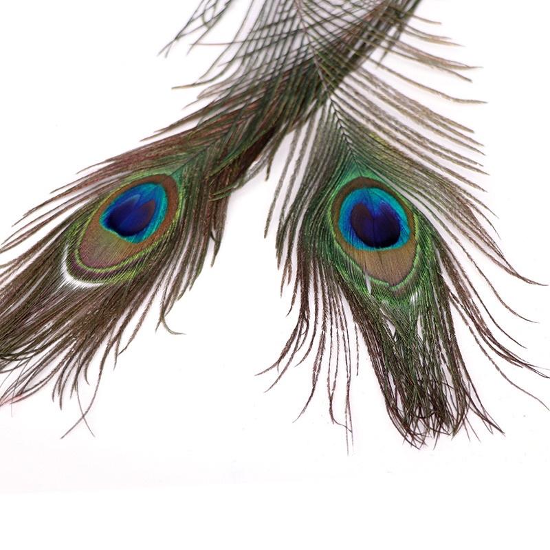 Lông công dài 25-110cm mắt đẹp size vừa, tự nhiên 100% phong thủy tài lộc