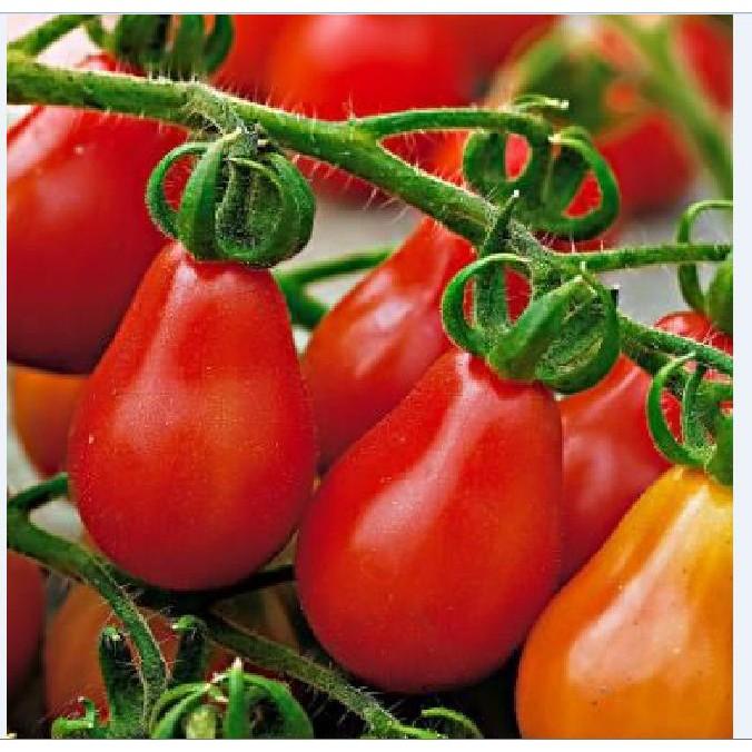 Hạt giống cà chua quả trái lê đỏ 30 hạt/gói