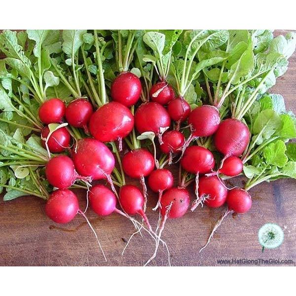 Hạt Giống Rau Mầm Củ Cải Đỏ -