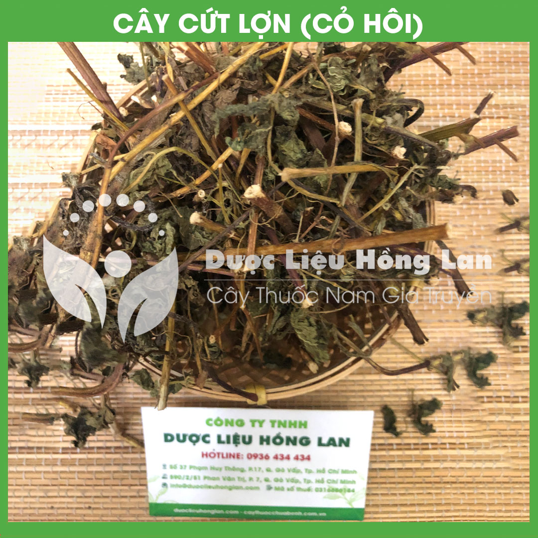 Cây Cỏ Hôi (Cây Cứt Lợn) khô 1kg