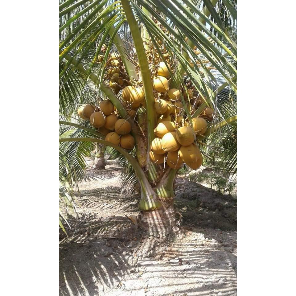 CÂY GIỐNG DỪA XIÊM LÙN
