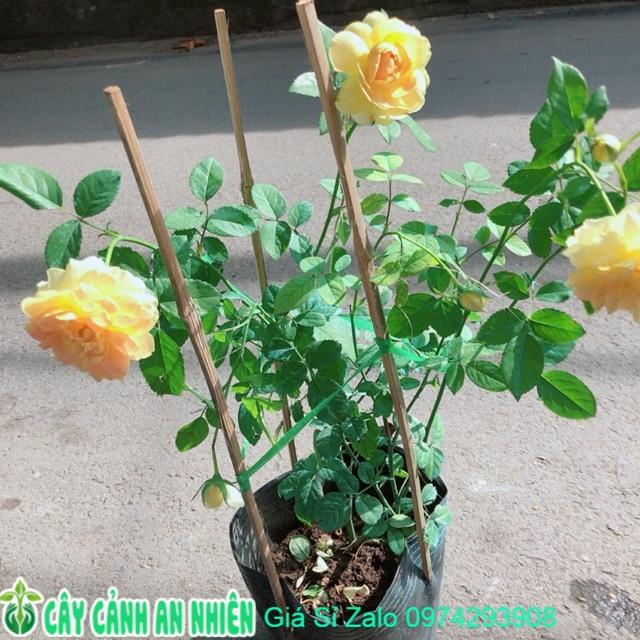 Hoa Hồng Bụi