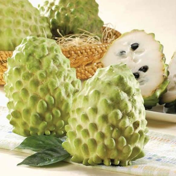 CÂY GIỐNG NA DỨA ĐÀI LOAN SIÊU NGON, SIÊU KINH TẾ, CAM KẾT GIỐNG CHUẨN F1 + Tặng 01 cây dâu da đất
