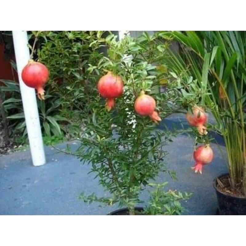 Cây giống lựu đỏ ấn độ siêu sớm