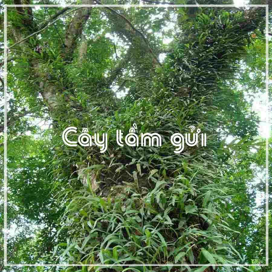 Cây Tầm Gửi Khô sạch đóng gói 500gram