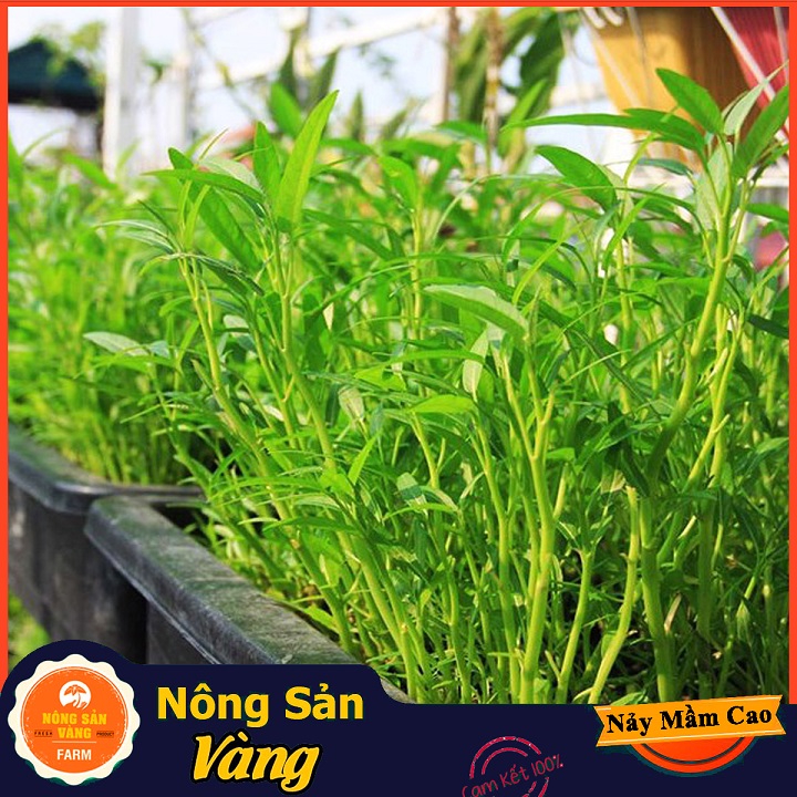 Hạt giống Rau Muốn Lá Tre - Nông Sản Vàng