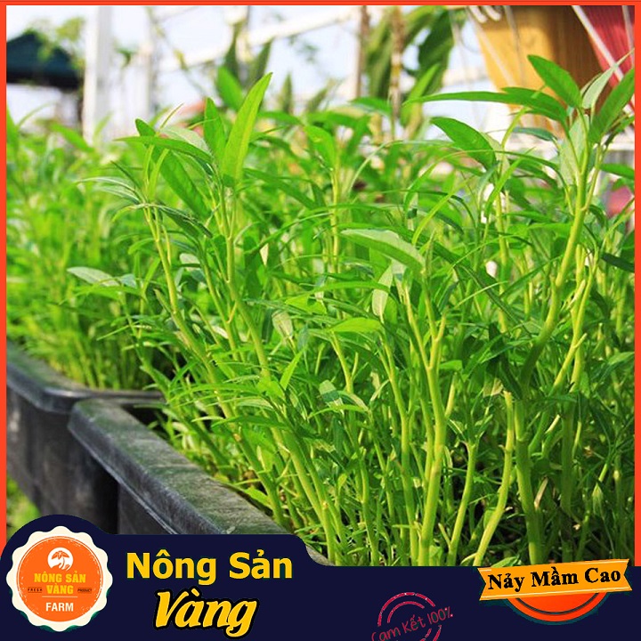 Hạt giống Rau Muốn Lá Tre ( Gói 50 Gram ) - Nông Sản Vàng