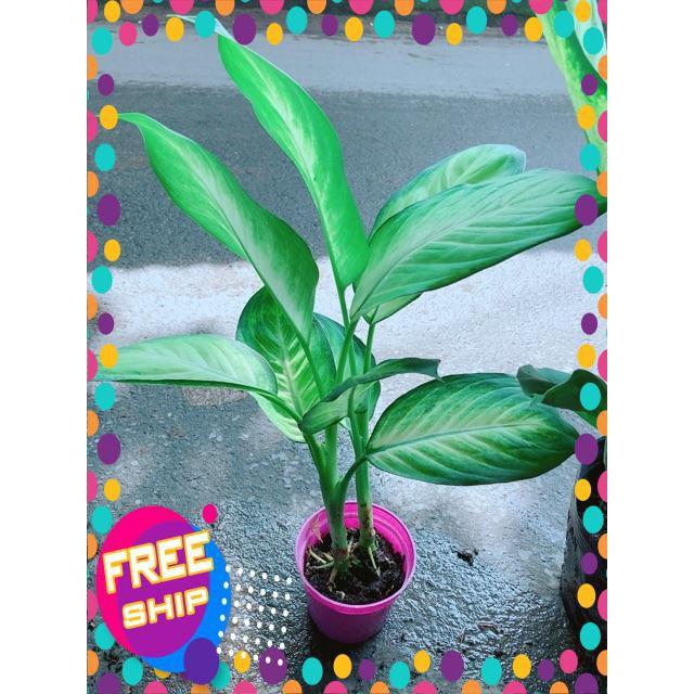 Cây Vạn Niên Thanh