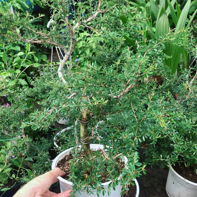 Linh Sam Lớn+2 linh sam nhỏ
