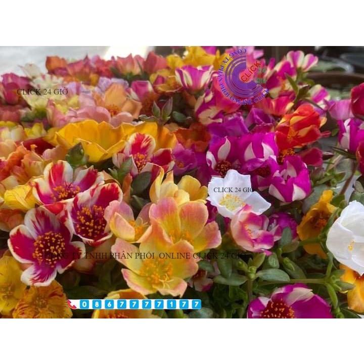 1 Ký Cành Giống Hoa Mười Giờ SAM ĐƠN Chuẩn SAM THÁI Nhập Khẩu Hoa To 150 Màu Hoa Mười Giờ Bonsai & Phụ Kiện