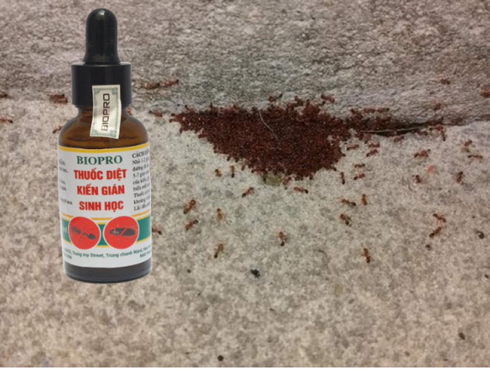 Chai diệt kiến dán sinh học Biopro Dạng bóp nhỏ giọt tiện lợi Diệt sạch kiến gián tận gốc, An toàn