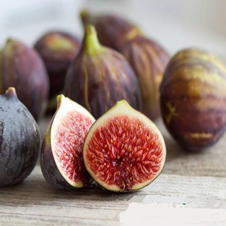 CÂY GIỐNG SUNG MỸ CAMY QUẢ TO SIÊU NGỌT