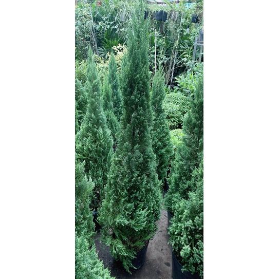 Tùng Trang Trí Noel Hàng Lớn