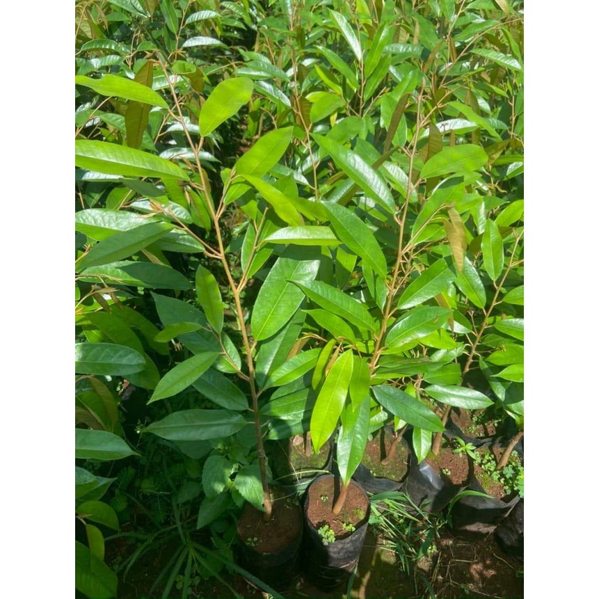CÂY GIỐNG SẦU RIÊNG ÓC KHỈ