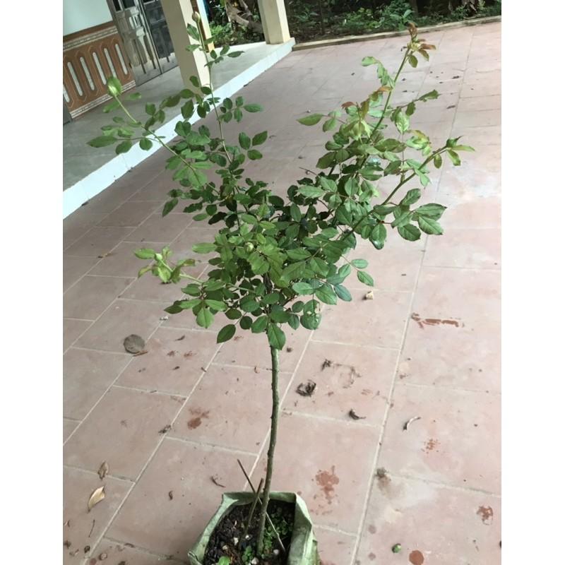 Hoa hồng thân gỗ dáng tree Jubilee cao 1m2-1m5