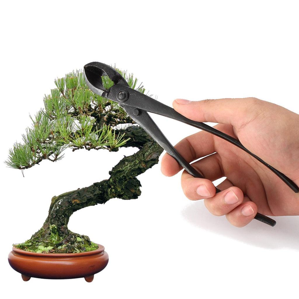 Round Edge Cutter Beginner Bonsai Tools Multi - Function As Branch Cutter and Knob Cutter 205mm 8'' Carbon Steel Garden Branch