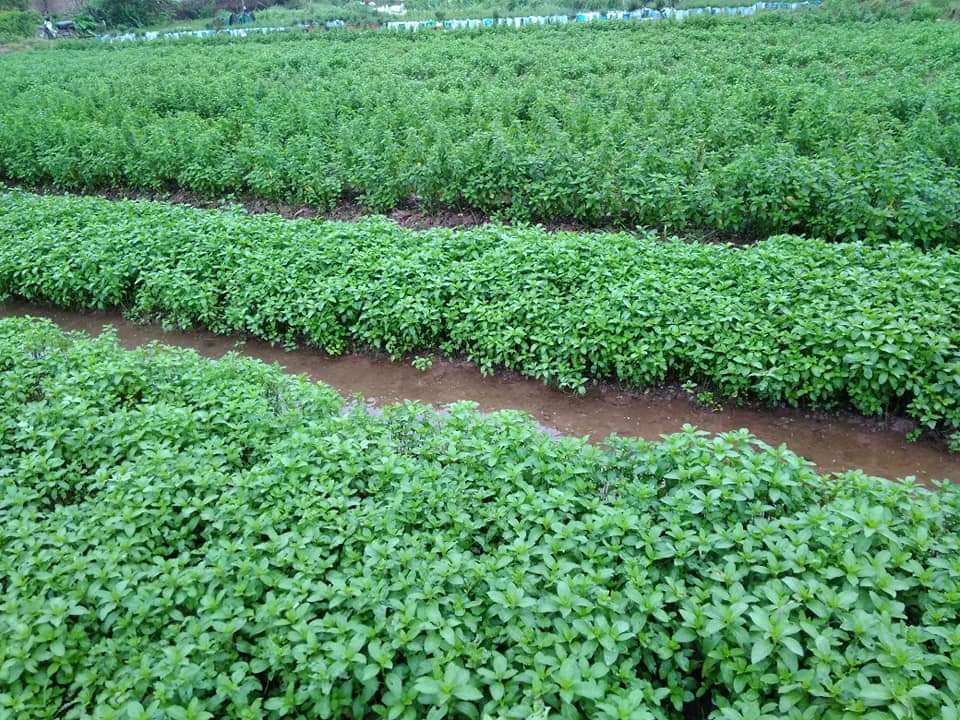 Tinh dầu Bạc Hà Mộc Mây - Xuất khẩu Châu Âu, nguyên chất từ thiên nhiên, đuổi chuột, xông phòng, khử mùi, thơm phòng, đuổi muỗi, thư giản