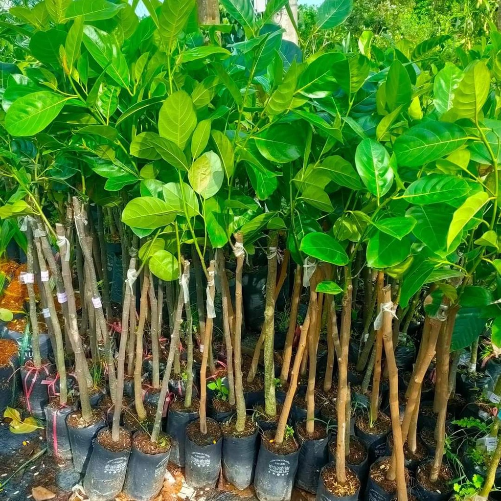 CÂY GIỐNG MÍT ẤN ĐỘ QỦA NHỎ SIÊU THƠM