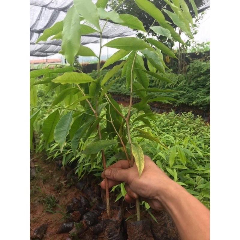 COMBO 5 CÂY GIỐNG TRẦM HƯƠNG CÂY GIỐNG GIÓ BẦU